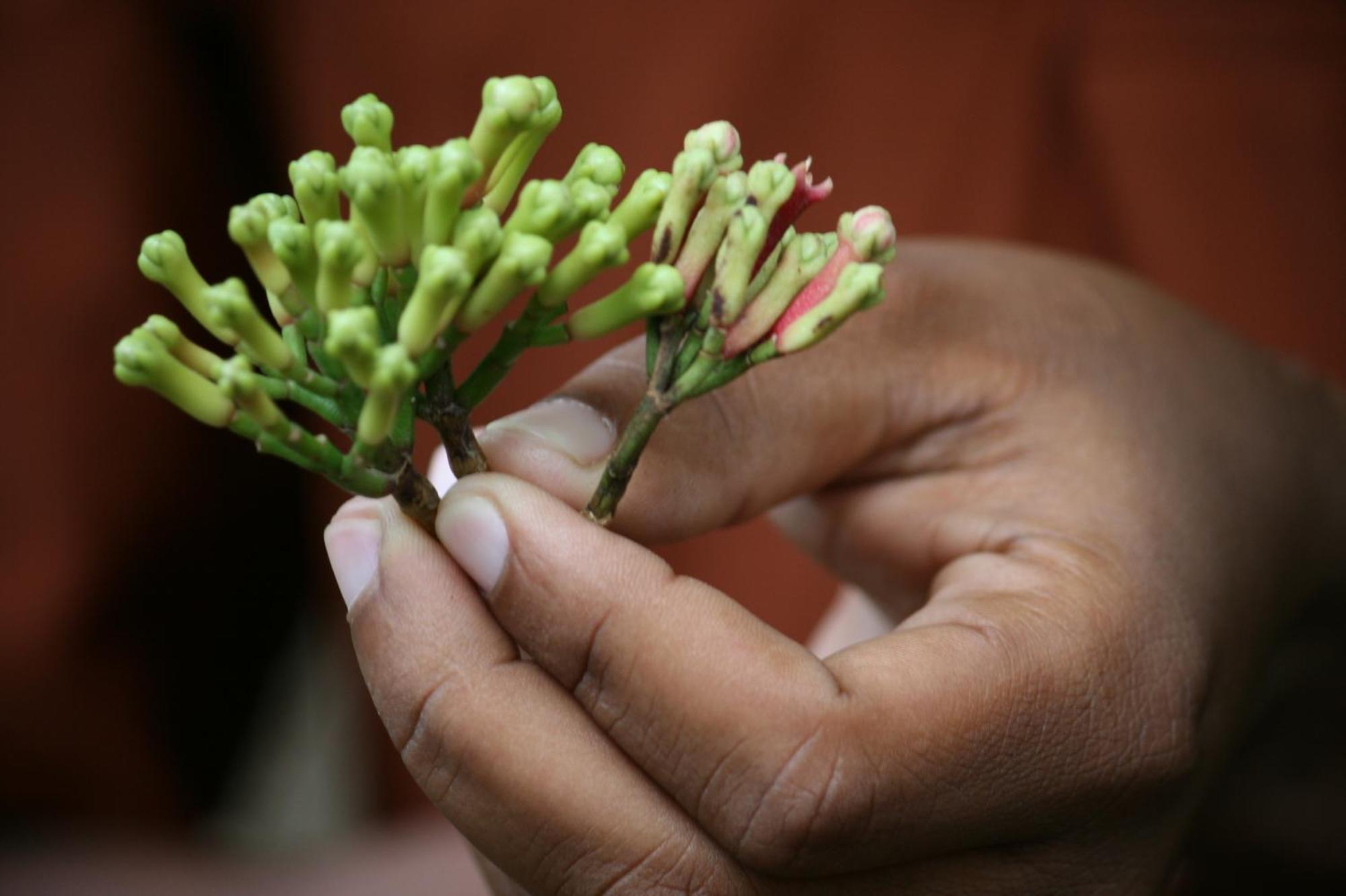 Blooming Zanzibar * Jambiani (Zanzibar)